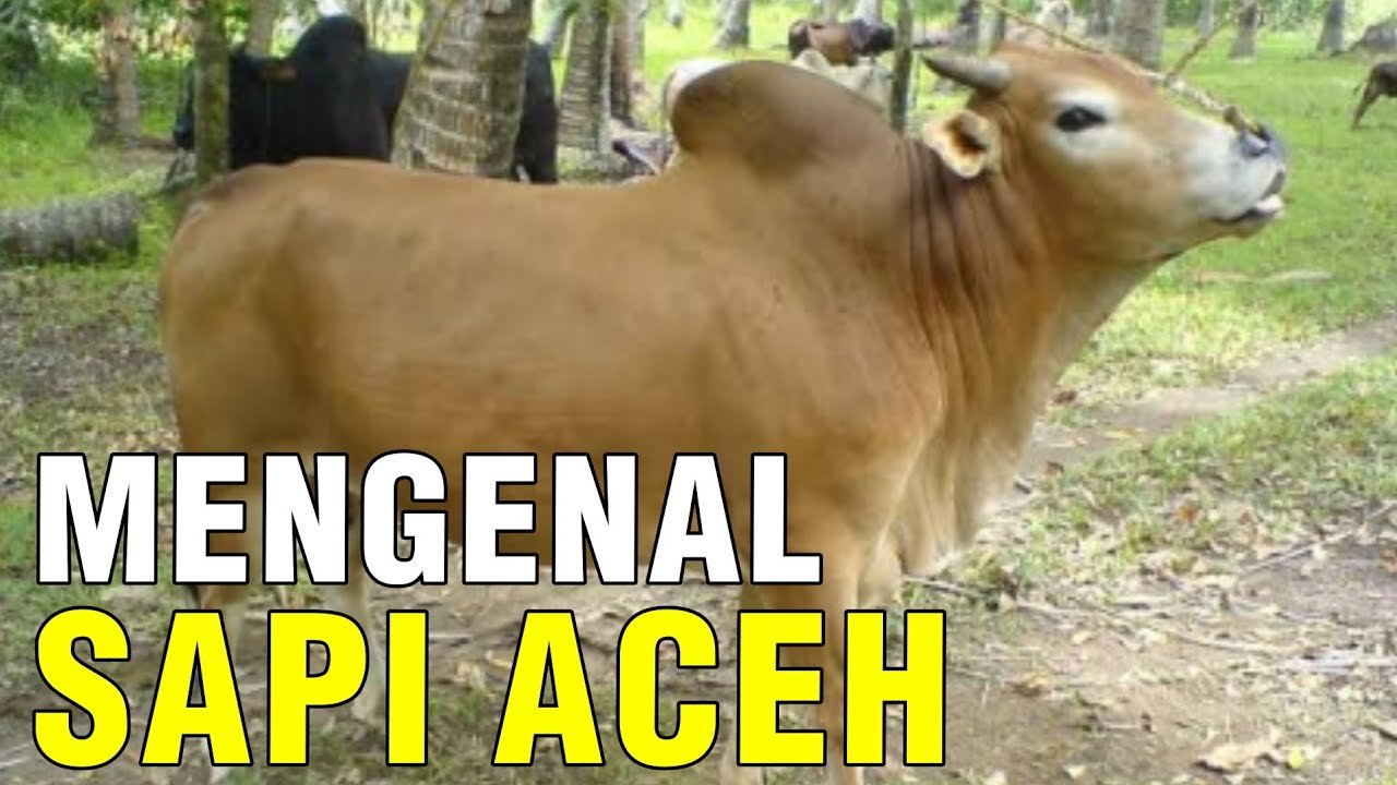 Mengenal Pesona Sapi Aceh Lokal Asli Indonesia.jpg